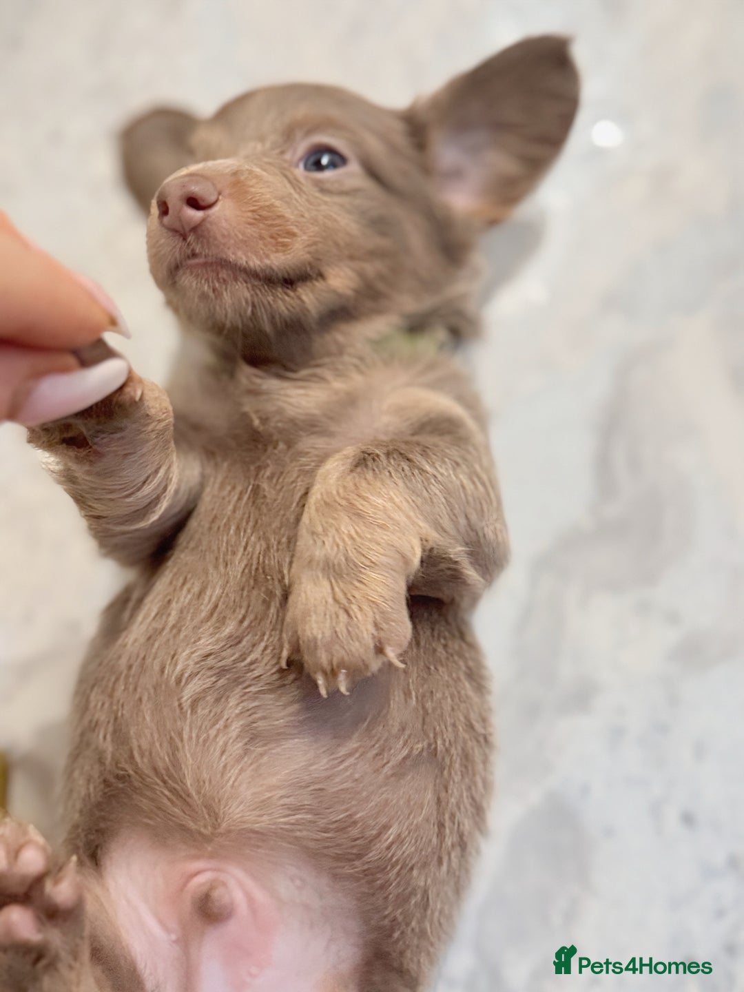 Miniature Dachshund dogs for sale: Stunning Isabella mini reg 5* health cert ready - Image 22