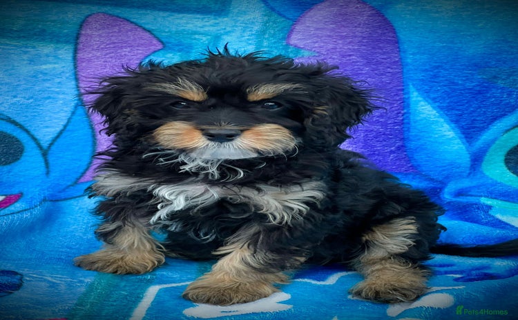 Cavapoo dogs in Ashford - Advert 5