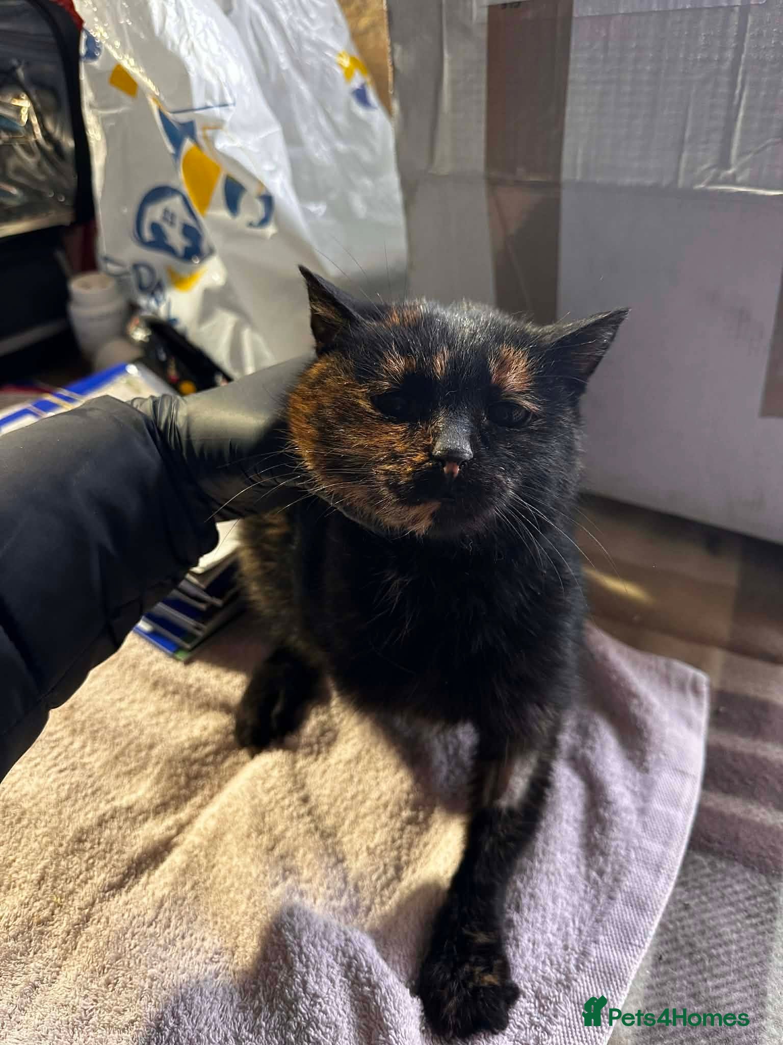 Mixed Breed cats Ella for adoption - Advert 7