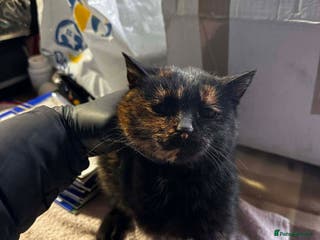 Mixed Breed cats Ella for adoption - Advert 7