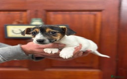 Jack Russell dogs for sale: Jack Russell short legged puppies  - Advert 5