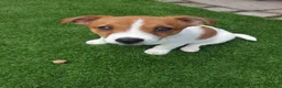 Jack Russell dogs for sale: Jack russel for sale - Advert 3