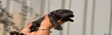 Cane Corso 12
