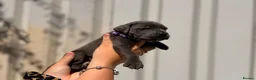 Cane Corso dogs for sale: Stunning cane corso 🐶 - Advert 22