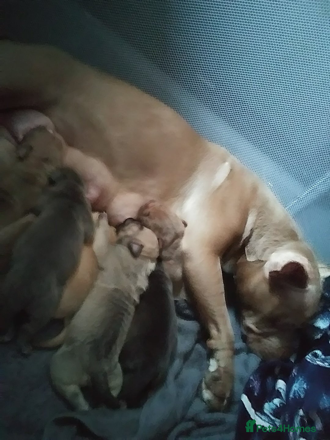 Mixed Breed dogs for sale: 4 beautiful pocket bully/mixed - Image 14