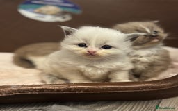 Ragdoll cats for sale: 3 beautiful ragdolls - Image 9