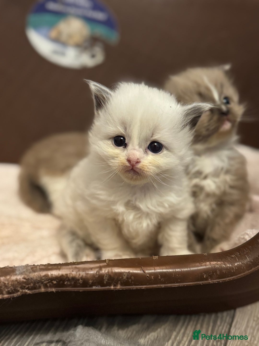 Ragdoll cats for sale: 3 beautiful ragdolls - Image 9