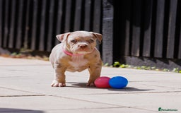 American Bully dogs for sale: REAL QUALITY BULLYS  - Image 9