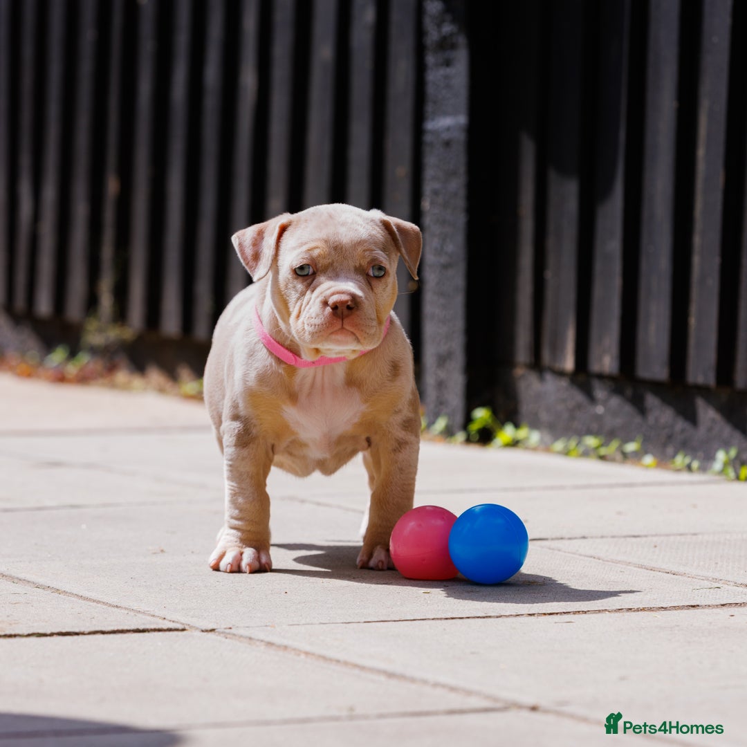American Bully dogs for sale: REAL QUALITY BULLYS  - Image 9