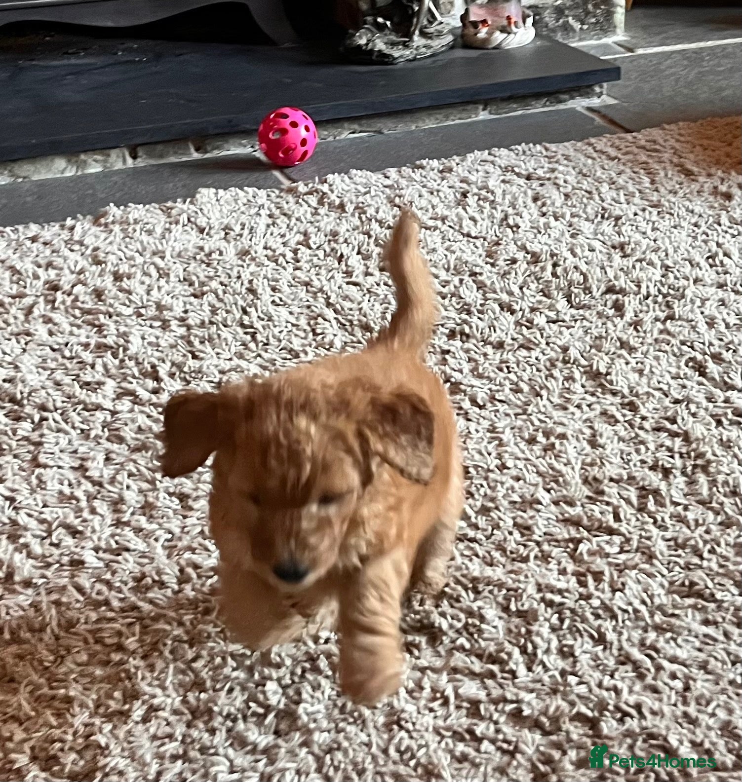 Goldendoodle dogs GOLDENDOODLE MALE PUPPIES F1b  - Advert 2