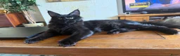 Maine Coon cats for sale: XXL kittens Tica ❤️ - Advert 3