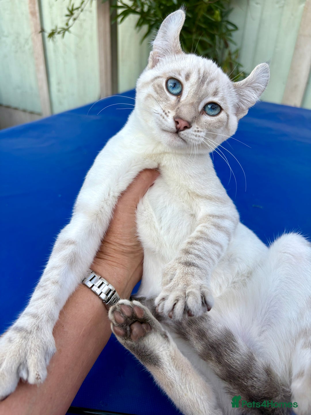 Savannah cats for sale: Superb polydactyl curled eared snow leopard  - Image 9