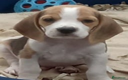 Beagle dogs for sale: Quality beagle puppies - Image 3