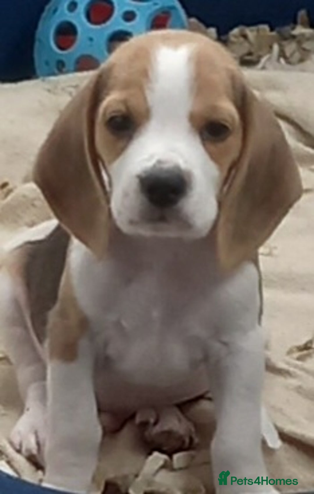 Beagle dogs for sale: Quality beagle puppies - Image 3