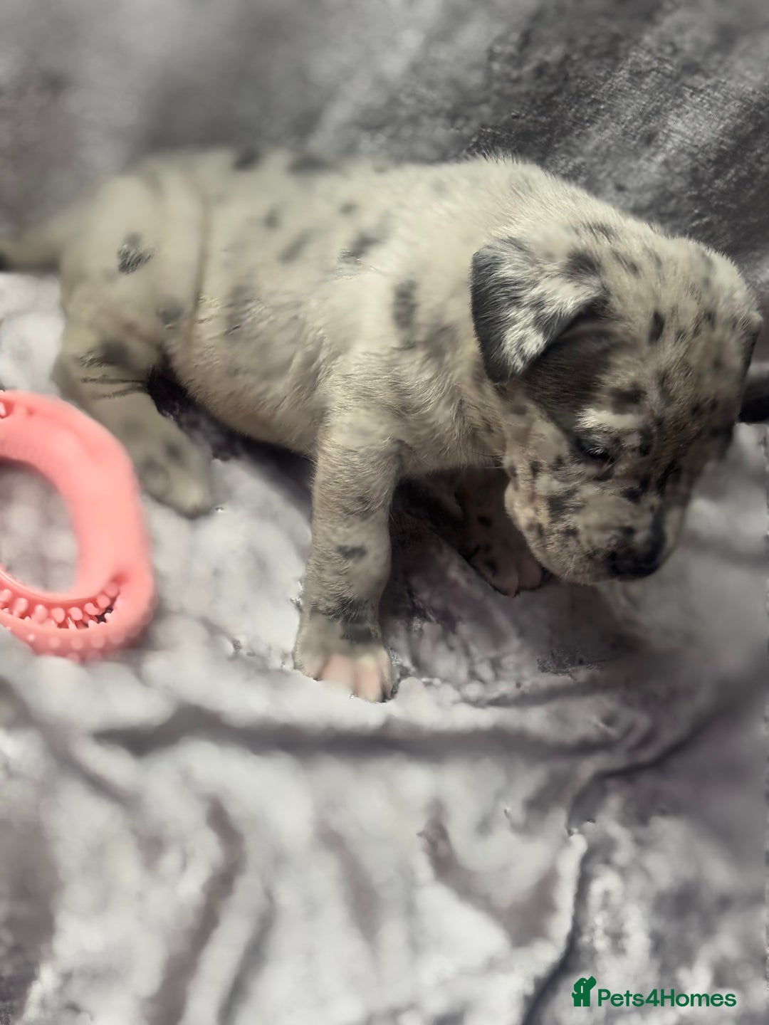 Neapolitan Mastiff dogs for sale: 💙 Neapolitan Mastiff Puppies champion bloodline💙 - Advert 7