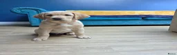 Labrador Retriever dogs for sale: Gorgeous Golden Labrador Girl, KC bloodline - Advert 12