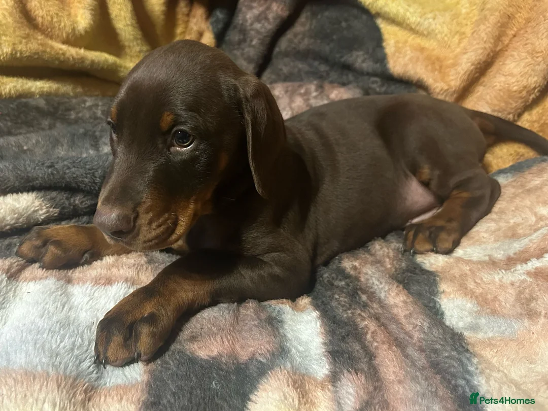 Dobermann dogs for sale: Doberman pups - Advert 5