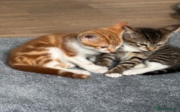 Mixed Breed cats for sale: 2 male cats  - Image 12