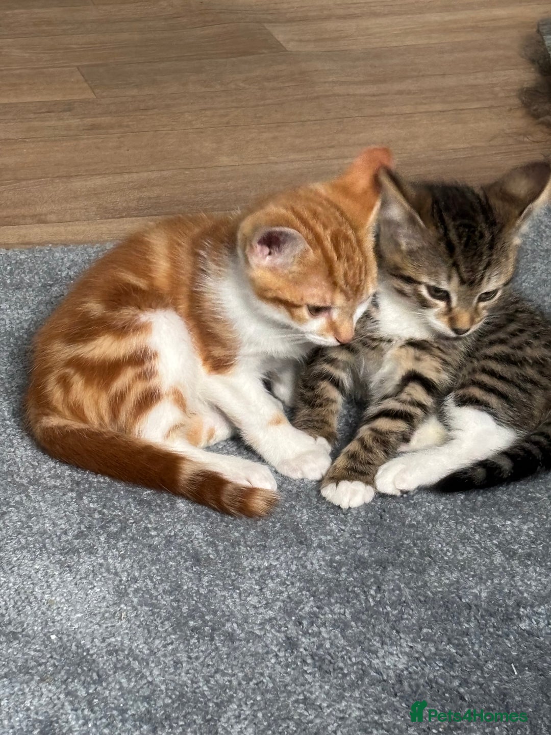 Mixed Breed cats for sale: 2 male cats  - Image 12