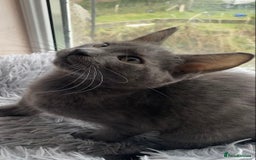 Maine Coon cats for sale: Maine coon x bengal kittens  - Image 14