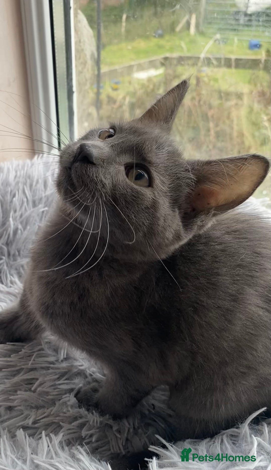 Maine Coon cats for sale: Maine coon x bengal kittens  - Image 14