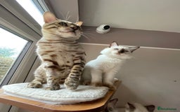 Bengal cats for sale: Beautiful Bengal boy - Image 8