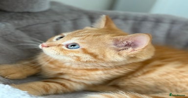 Scottish Fold cats - Advert 8