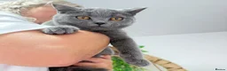 British Shorthair cats for sale: British short hair boy- GCCF registered - Advert 15