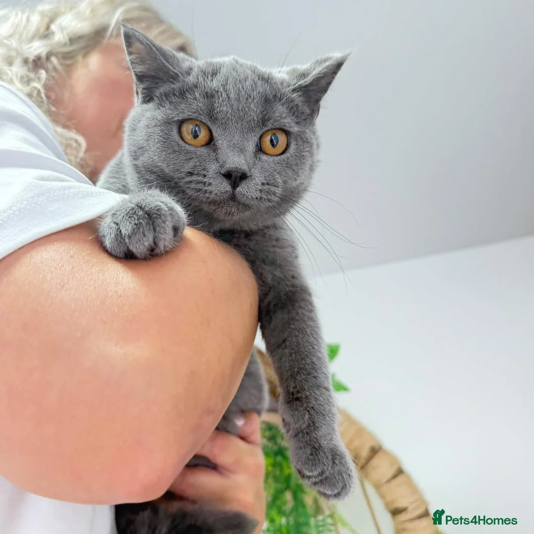 British Shorthair cats for sale: British short hair boy- GCCF registered - Advert 15