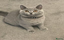 British Shorthair cats for sale:  BRITISH SHORTHAIR BOYS AVAILABLE  - Image 4