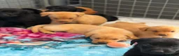Labrador Retriever dogs for sale: Loving Labrador Puppies Seeking Forever Homes - Advert 21