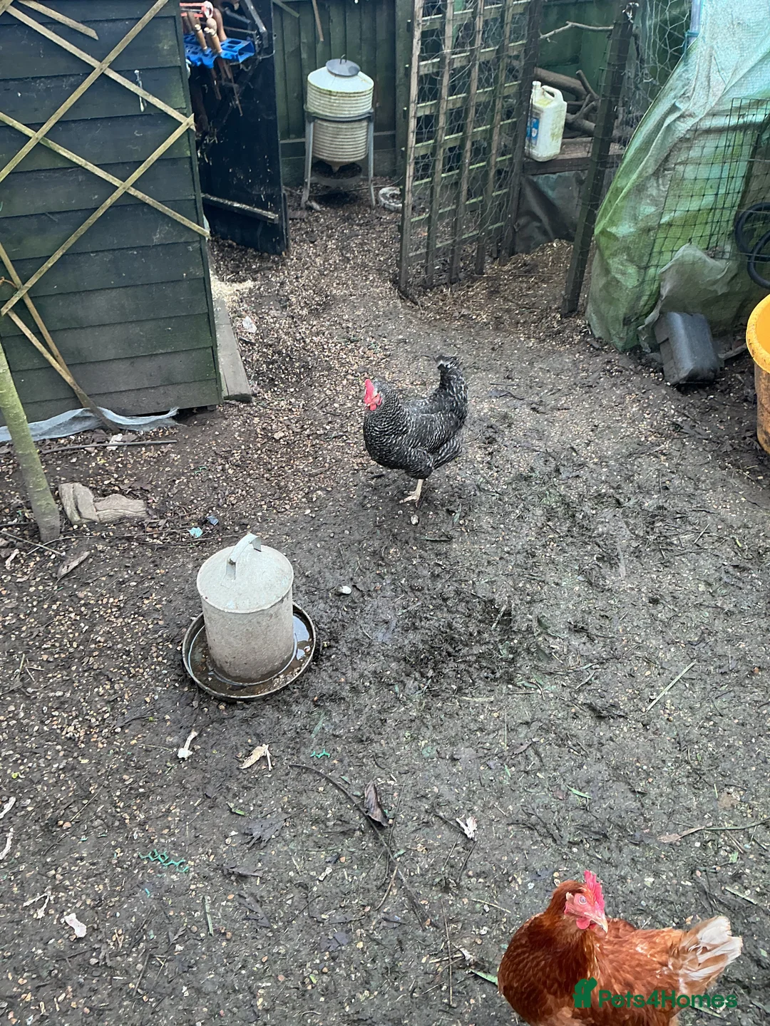 Chickens poultry for sale: Chickens and omlet coups feeders joblot  - Advert 2