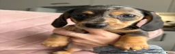 Miniature Dachshund dogs for sale: READY TO GO TODAY! KC registered Miniature - Advert 8