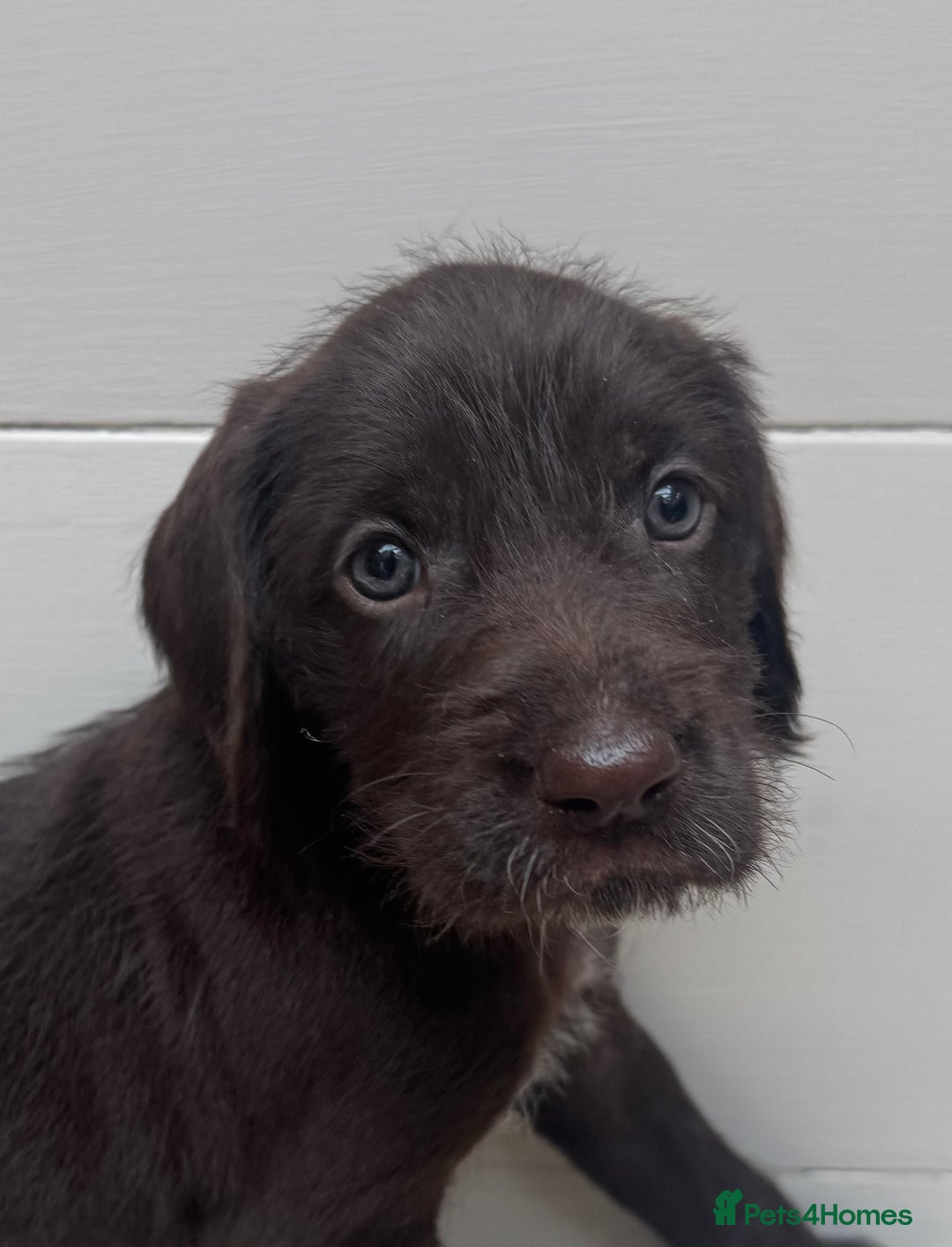 German Wirehaired Pointer dogs for sale: German Wire-haired Pointers of sale - Image 27