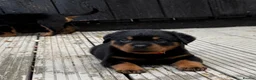 Rottweiler dogs for sale: ** 2 Left ** German Lines Chunky Rottweiler Pups - Advert 5