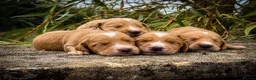 Cockerdor dogs for sale: Beautiful Dark Red Cockerdors DNAClear in Sleaford - Advert 10