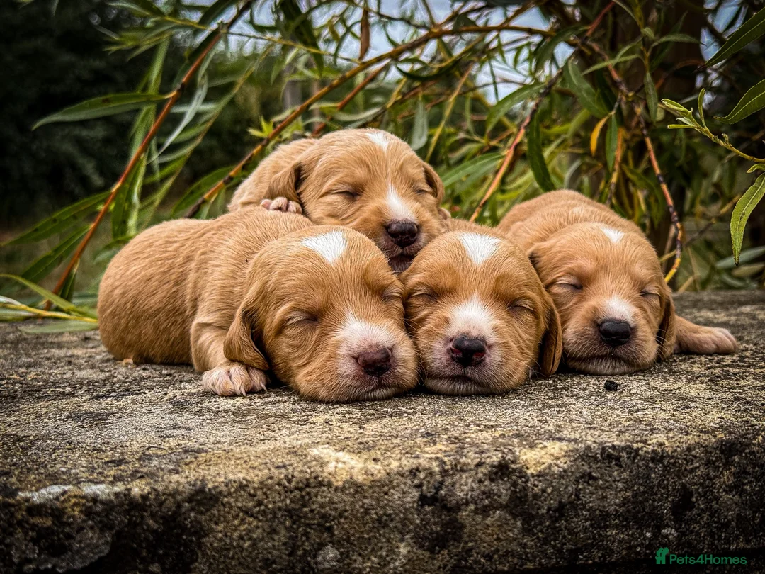 Cockerdor dogs for sale: Beautiful Dark Red Cockerdors DNAClear in Sleaford - Advert 10