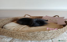 Mini Lop rabbits for sale: Fantastic mini lop babies forsale  - Image 14