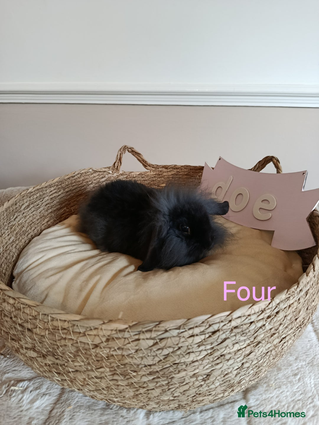 Mini Lop rabbits for sale: Fantastic mini lop babies forsale  - Image 14