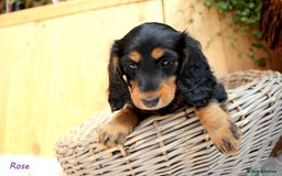 Miniature Dachshund dogs for sale: KC Health tested Licensed breeder 12 years exp - Image 1