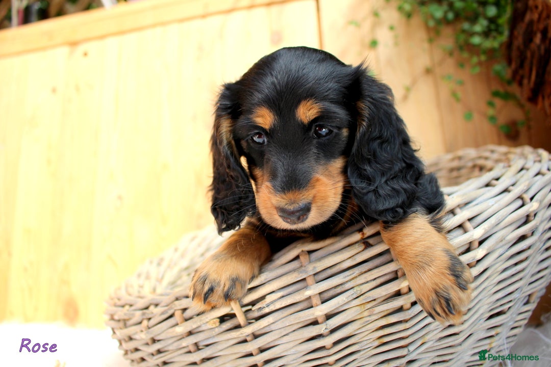 Miniature Dachshund dogs for sale: KC Health tested Licensed breeder 12 years exp - Image 1