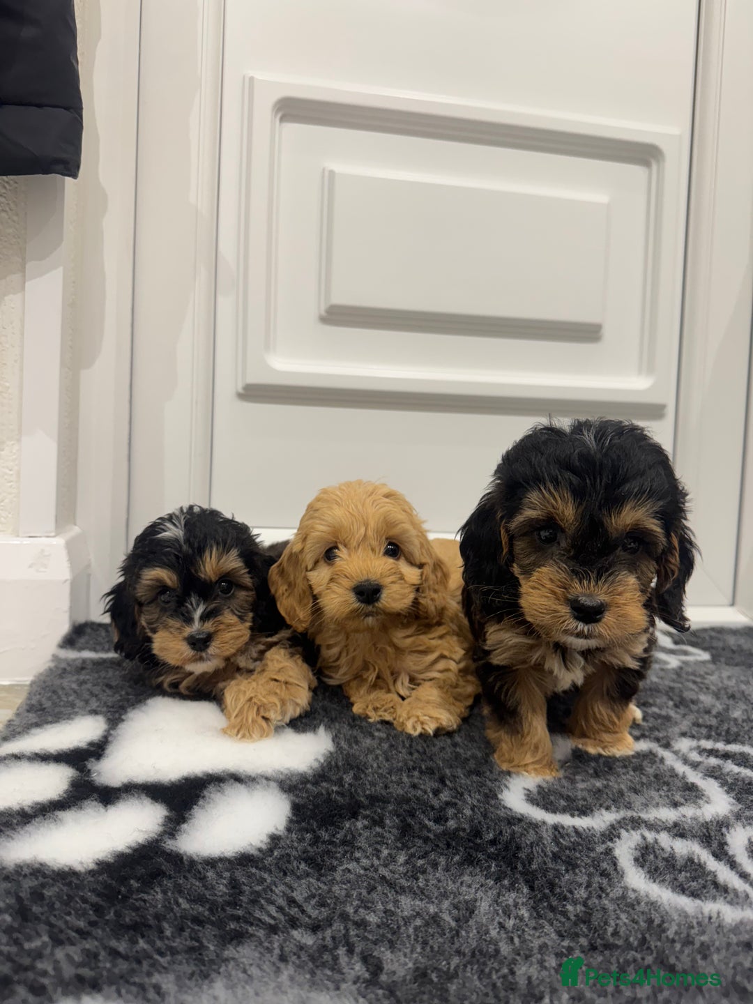 Cockapoo dogs for sale: F1 pra clear Cockapoos(council lincesed breeder) - Advert 10