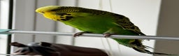 Budgerigars birds for sale: Super Tame Male Exhibition Budgie - Advert 4