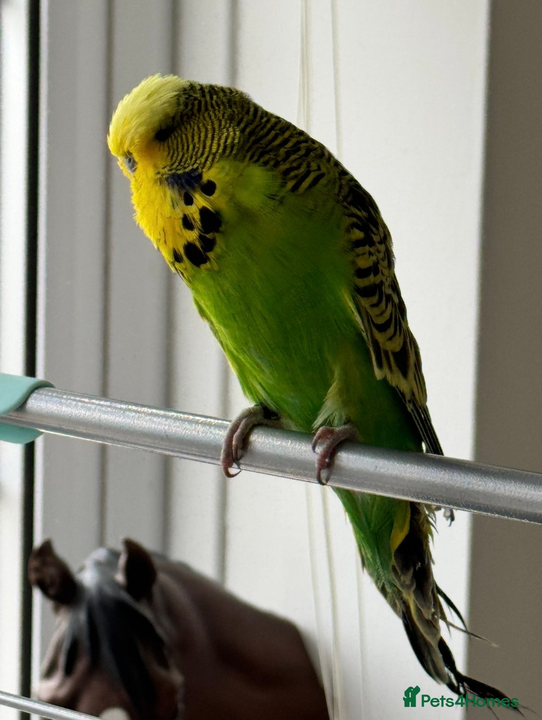 Budgerigars birds for sale: Super Tame Male Exhibition Budgie - Advert 4