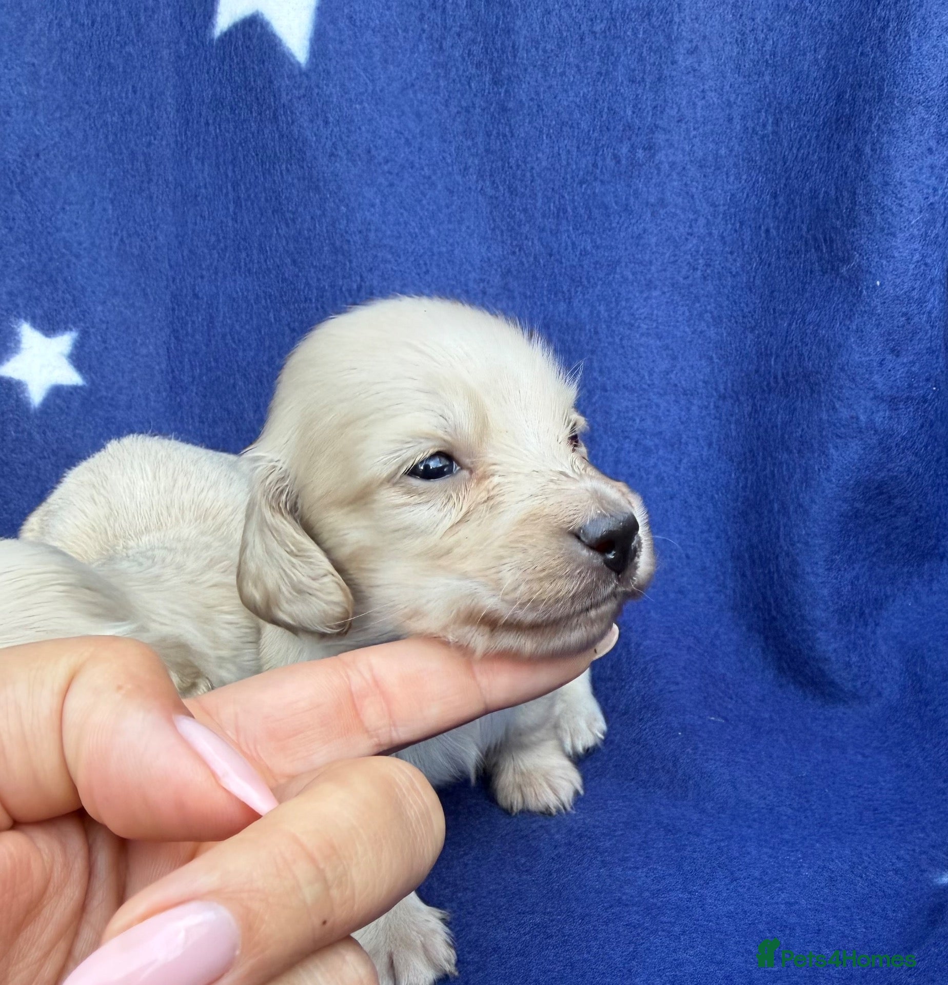 Miniature Dachshund dogs KC reg English Cream mini Dachshund puppies  - Advert 1