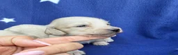 Miniature Dachshund dogs for sale: KC reg English Cream mini Dachshund puppies  - Advert 1