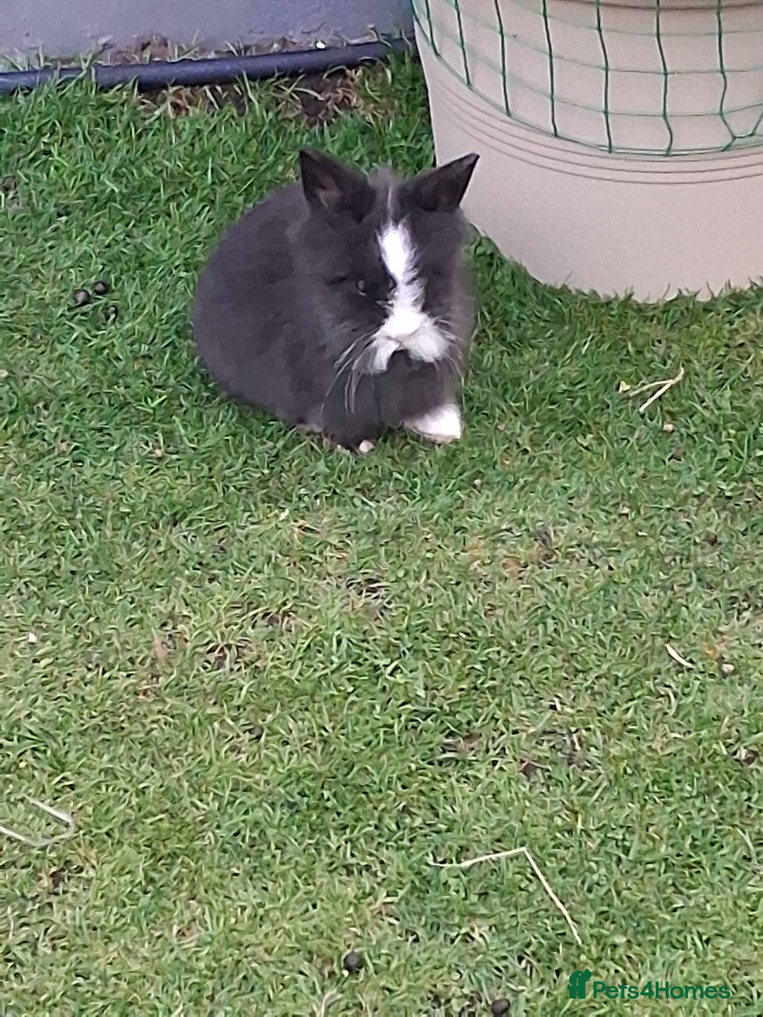 Lionhead rabbits Lionhead Baby Rabbits 🐰 - Advert 11