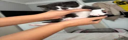 British Shorthair cats for sale: Two girls left looking for their forever homes  - Advert 5