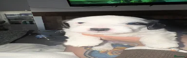 Boy 4