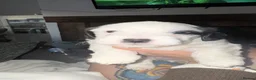 Mixed Breed dogs for sale: Sealyham terrier cross breed  - Advert 9